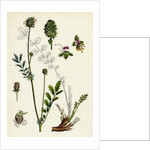 Poterium Muricatum Muricated Salad Burnet by Anonymous