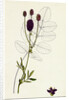 Sanguisorba Officinalis Great Burnet by Anonymous