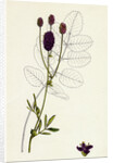 Sanguisorba Officinalis Great Burnet by Anonymous