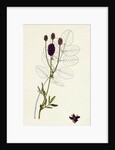 Sanguisorba Officinalis Great Burnet by Anonymous