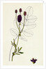 Sanguisorba Officinalis Great Burnet by Anonymous