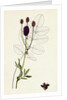 Sanguisorba Officinalis Great Burnet by Anonymous