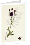 Sanguisorba Officinalis Great Burnet by Anonymous
