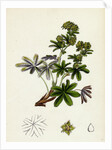 Alchemilla Conjuncta Silvery Lady's-Mantle by Anonymous
