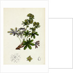 Alchemilla Conjuncta Silvery Lady's-Mantle by Anonymous