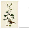 Alchemilla Alpina Alpine Lady's-Mantle by Anonymous