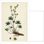 Alchemilla Alpina Alpine Lady's-Mantle by Anonymous