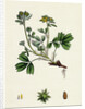 Potentilla Sibbaldia Procumbent Sibbaldia by Anonymous