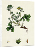 Potentilla Sibbaldia Procumbent Sibbaldia by Anonymous
