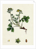 Potentilla Sibbaldia Procumbent Sibbaldia by Anonymous