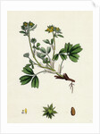 Potentilla Sibbaldia Procumbent Sibbaldia by Anonymous