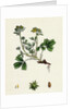 Potentilla Sibbaldia Procumbent Sibbaldia by Anonymous
