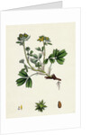 Potentilla Sibbaldia Procumbent Sibbaldia by Anonymous