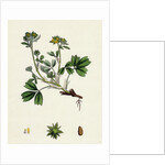 Potentilla Sibbaldia Procumbent Sibbaldia by Anonymous