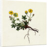 Potentilla Verna Spring Cinquefoil by Anonymous