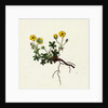 Potentilla Verna Spring Cinquefoil by Anonymous