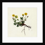 Potentilla Verna Spring Cinquefoil by Anonymous