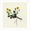 Potentilla Verna Spring Cinquefoil by Anonymous