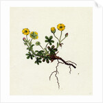 Potentilla Verna Spring Cinquefoil by Anonymous