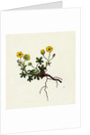 Potentilla Verna Spring Cinquefoil by Anonymous