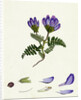 Astragalus Hypoglottis Purple Milk-Vetch by Anonymous
