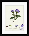 Astragalus Hypoglottis Purple Milk-Vetch by Anonymous