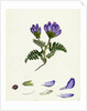Astragalus Hypoglottis Purple Milk-Vetch by Anonymous