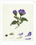 Astragalus Hypoglottis Purple Milk-Vetch by Anonymous