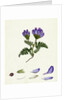 Astragalus Hypoglottis Purple Milk-Vetch by Anonymous