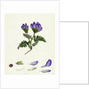 Astragalus Hypoglottis Purple Milk-Vetch by Anonymous