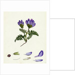 Astragalus Hypoglottis Purple Milk-Vetch by Anonymous