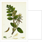 Astragalus Glycyphyllus Sweet Milk-Vetch by Anonymous