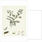 Ornithopus Perpusillus Least Bird's-Foot by Anonymous