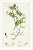 Vicia Hirsuta Hairy Tare by Anonymous