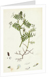 Vicia Hirsuta Hairy Tare by Anonymous