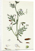 Vicia Tetrasperma Four-Seeded Slender Tare by Anonymous