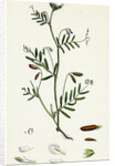 Vicia Tetrasperma Four-Seeded Slender Tare by Anonymous