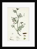 Vicia Tetrasperma Four-Seeded Slender Tare by Anonymous