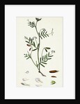 Vicia Tetrasperma Four-Seeded Slender Tare by Anonymous