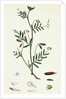 Vicia Tetrasperma Four-Seeded Slender Tare by Anonymous