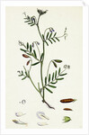 Vicia Tetrasperma Four-Seeded Slender Tare by Anonymous
