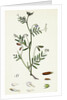Vicia Tetrasperma Four-Seeded Slender Tare by Anonymous