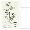 Vicia Tetrasperma Four-Seeded Slender Tare by Anonymous