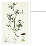 Vicia Tetrasperma Four-Seeded Slender Tare by Anonymous