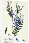 Vicia Cracca Tufted Vetch by Anonymous