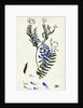 Vicia Cracca Tufted Vetch by Anonymous