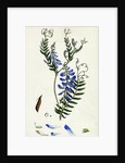 Vicia Cracca Tufted Vetch by Anonymous