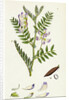 Vicia Orobus Wood Bitter Vetch by Anonymous