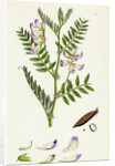 Vicia Orobus Wood Bitter Vetch by Anonymous