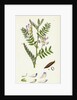 Vicia Orobus Wood Bitter Vetch by Anonymous